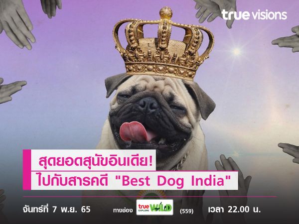 สุดยอดสุนัขอินเดีย! ติดตามการประกวดสุดไปกับสารคดี "Best Dog India"