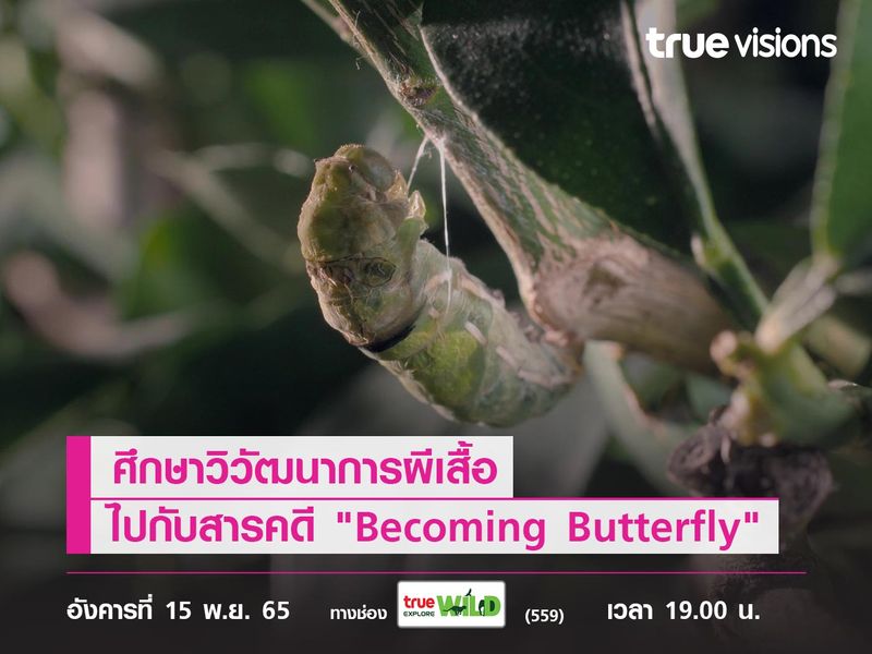 กว่าจะเป็นผีเสื้อปีกสวย! ศึกษาวิวัฒนาการผีเสื้อ ไปกับ "Becoming Butterfly"