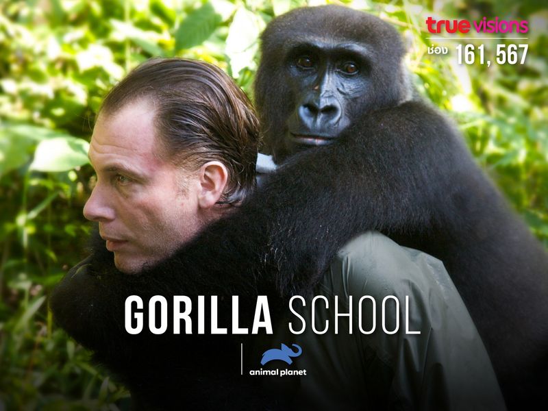 Gorilla School