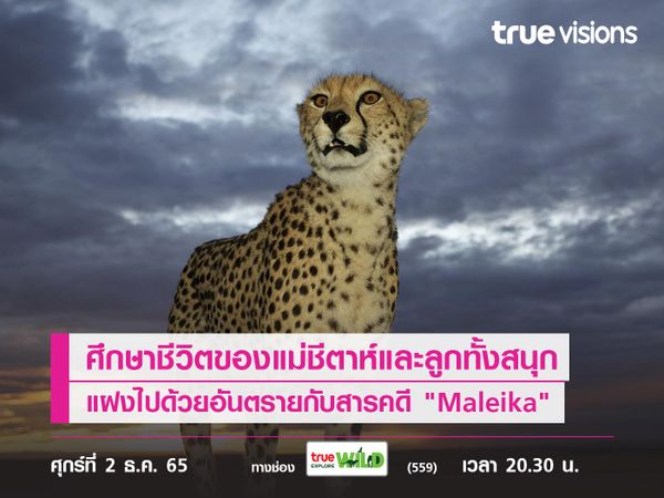 ศึกษาชีวิตของแม่ชีตาห์และลูกน้อยทั้งสนุกและแฝงไปด้วยอันตรายกับสารคดี "Maleika"