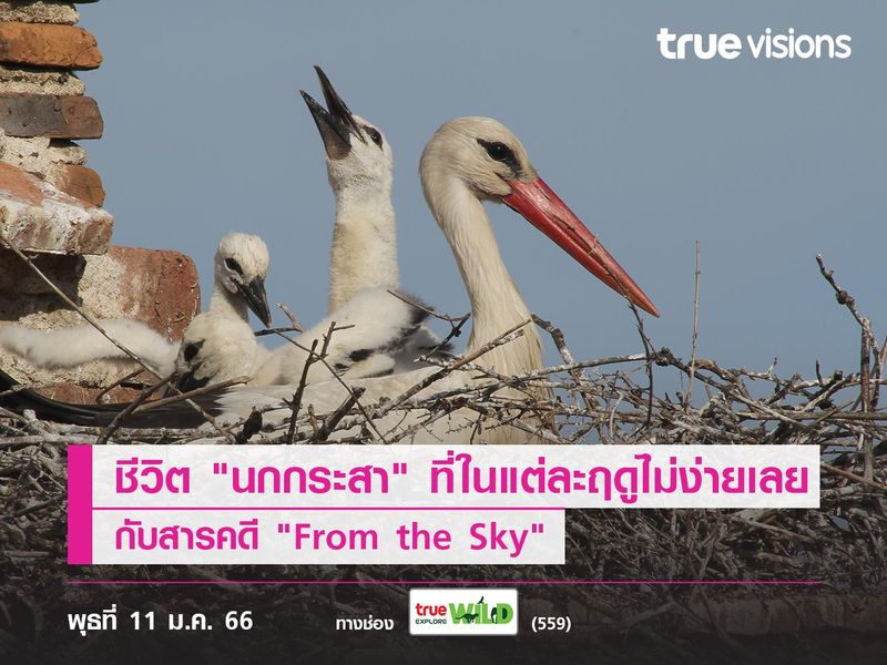 ตามชีวิต "นกกระสา" ที่ในแต่ละฤดูไม่ง่ายเลย กับสารคดี "From the Sky"