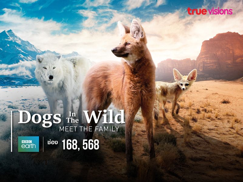 Dogs in the Wild: Meet the Family