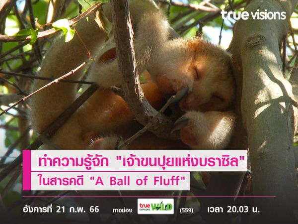 ทำความรู้จัก "เจ้าขนปุยแห่งบราซิล" หรือ "ตัวกินมดซิลกี้" ในสารคดี "A Ball of Fluff"