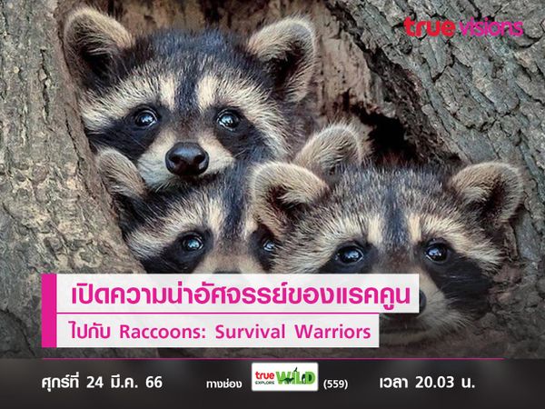 เปิดความน่าอัศจรรย์ของแรคคูนนักรบผู้รอดชีวิต ไปกับ Raccoons: Survival Warriors