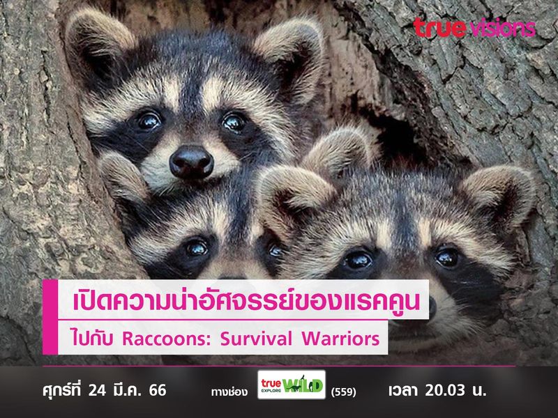 เปิดความน่าอัศจรรย์ของแรคคูนนักรบผู้รอดชีวิต ไปกับ Raccoons: Survival Warriors