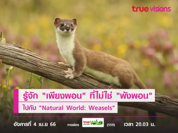 ทำความรู้จัก "เพียงพอน" ที่ไม่ใช่ "พังพอน" ไปกับ "Natural World: Weasels"