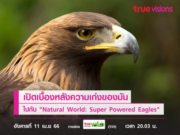 พบสุดยอดพลังนกอินทรี  เปิดเบื้องหลังความเก่งของมัน ไปกับ "Natural World: Super Powered Eagles"