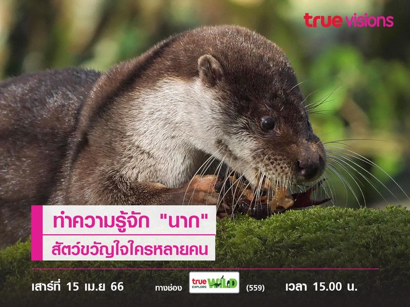 ทำความรู้จัก "นาก" สัตว์ขวัญใจใครหลายคน