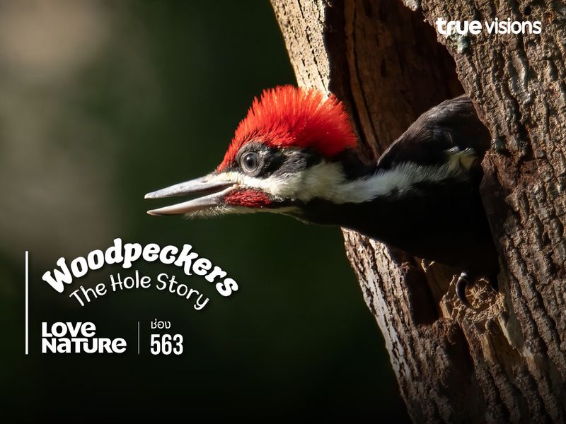 Woodpeckers: The Hole Story