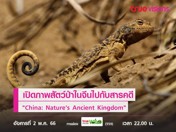 เปิดภาพสัตว์ป่าในจีนไปกับสารคดี "China: Nature's Ancient Kingdom"