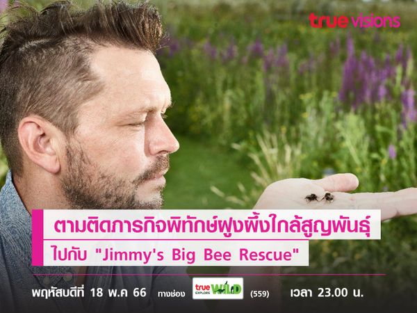 ตามติดภารกิจพิทักษ์ฝูงผึ้งใกล้สูญพันธุ์ไปกับ "Jimmy's Big Bee Rescue"