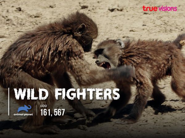 Wild Fighters