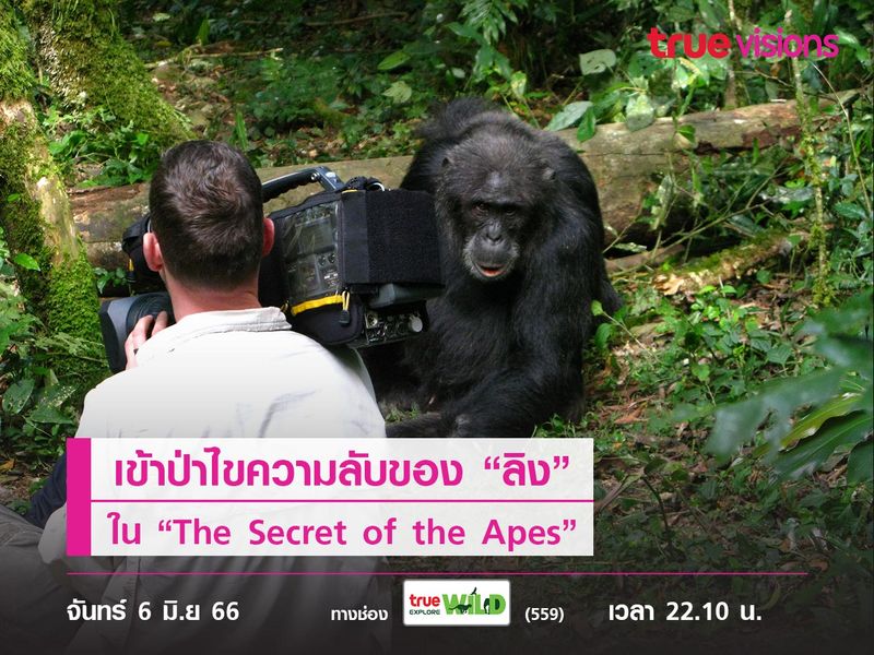 เข้าป่าไขความลับของ “ลิง” สัตว์ที่ได้ชื่อว่าเป็นบรรพบุรุษมนุษย์ “The Secret of the Apes”