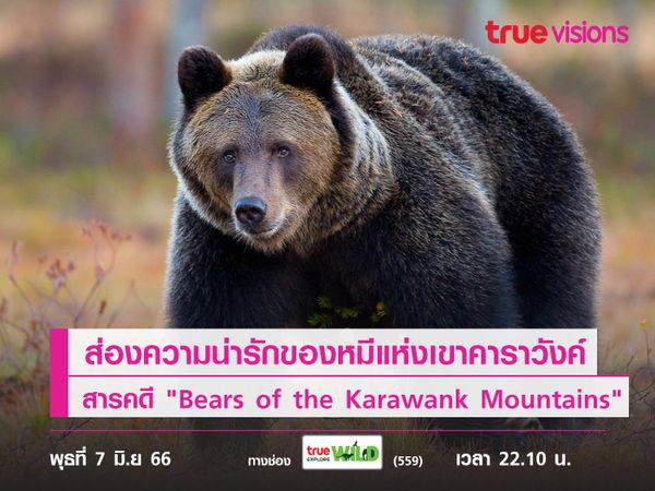 ส่องความน่ารักของหมีสีน้ำตาลแห่งเทือกเขาคาราวังค์จากสารคดี "Bears of the Karawank Mountains"