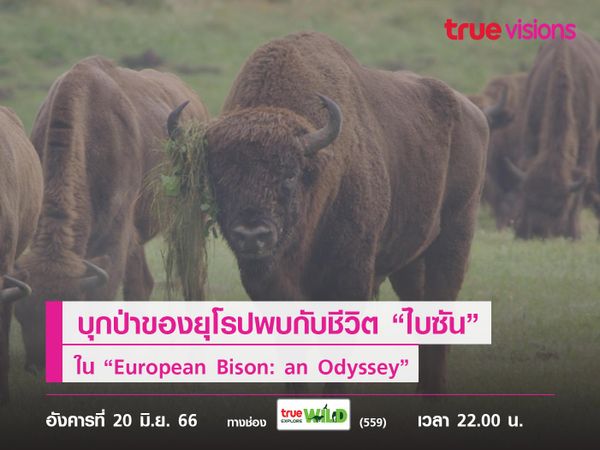 บุกป่าดึกดำบรรพ์แห่งสุดท้ายของยุโรปพบกับชีวิต “ไบซัน” ใน “European Bison: an Odyssey”