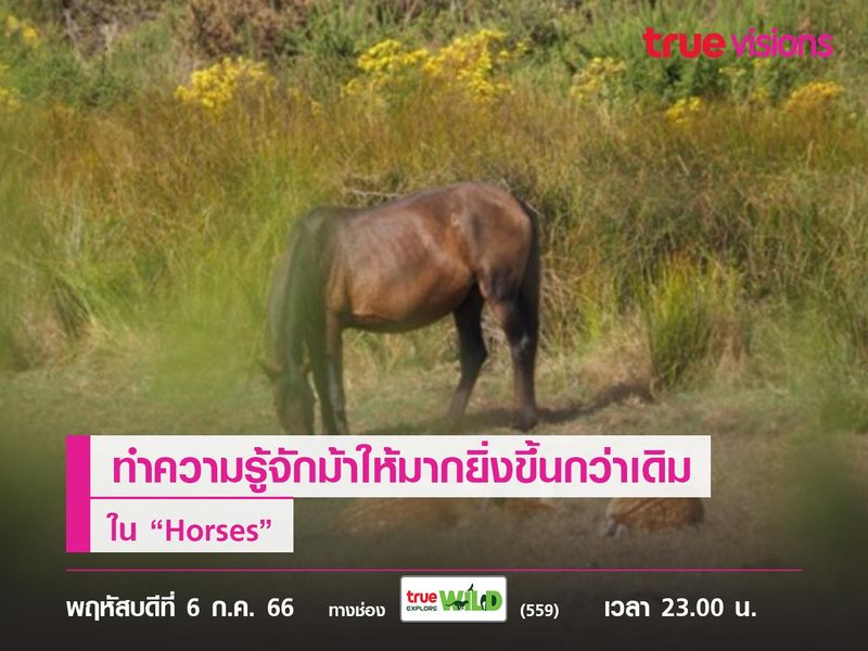 ทำความรู้จักม้าให้มากยิ่งขึ้นกว่าเดิมใน “Horses”