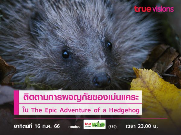 ติดตามการผจญภัยของเม่นแคระใน The Epic Adventure of a Hedgehog