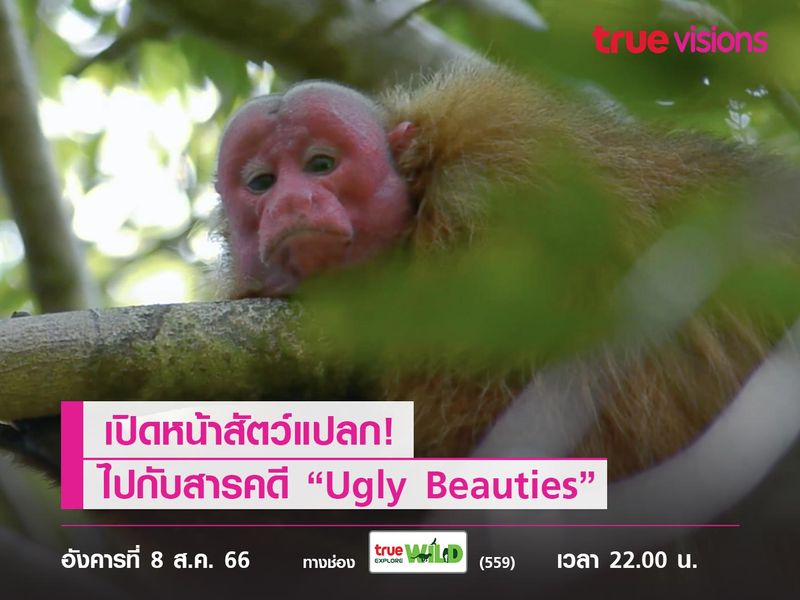 เปิดหน้าสัตว์แปลก! ไปกับสารคดี “Ugly Beauties”