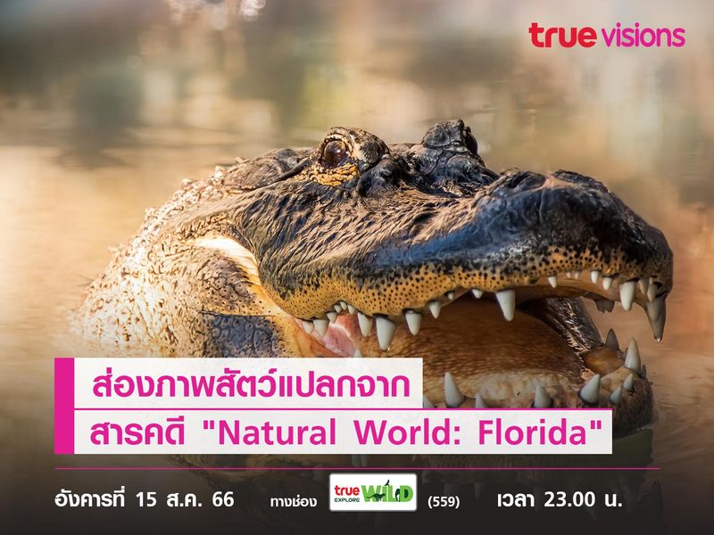 ส่องภาพสัตว์แปลกจาก สารคดี "Natural World: Florida"