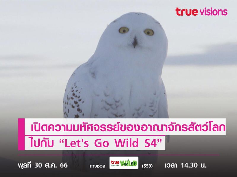 เปิดความมหัศจรรย์ของอาณาจักรสัตว์โลกไปกับ “Let's Go Wild S4”