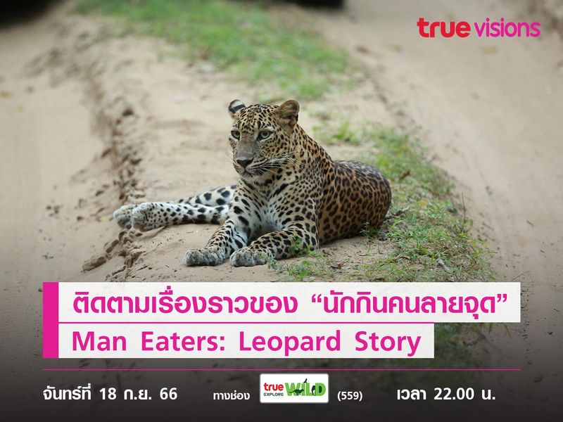 ติดตามเรื่องราวของ “นักกินคนลายจุด”   ใน Man Eaters: A Human - Leopard Story