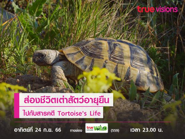 ส่องชีวิตเต่าสัตว์อายุยืนไปกับสารคดี Tortoise's Life