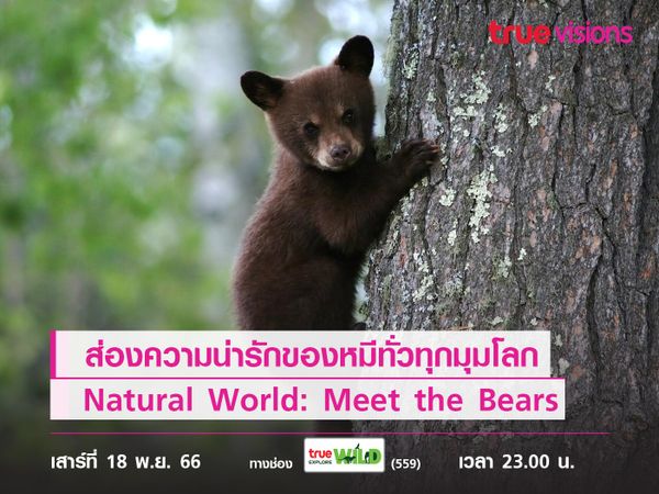 ส่องความน่ารักของหมีทั่วทุกมุมโลก จากสารคดี Natural World: Meet the Bears