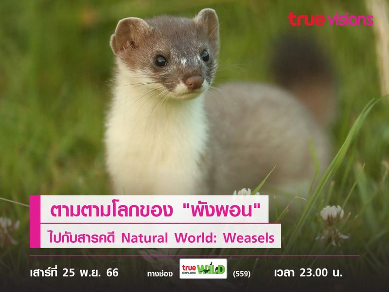 ตามตามโลกของ "พังพอน" ไปกับสารคดี Natural World: Weasels