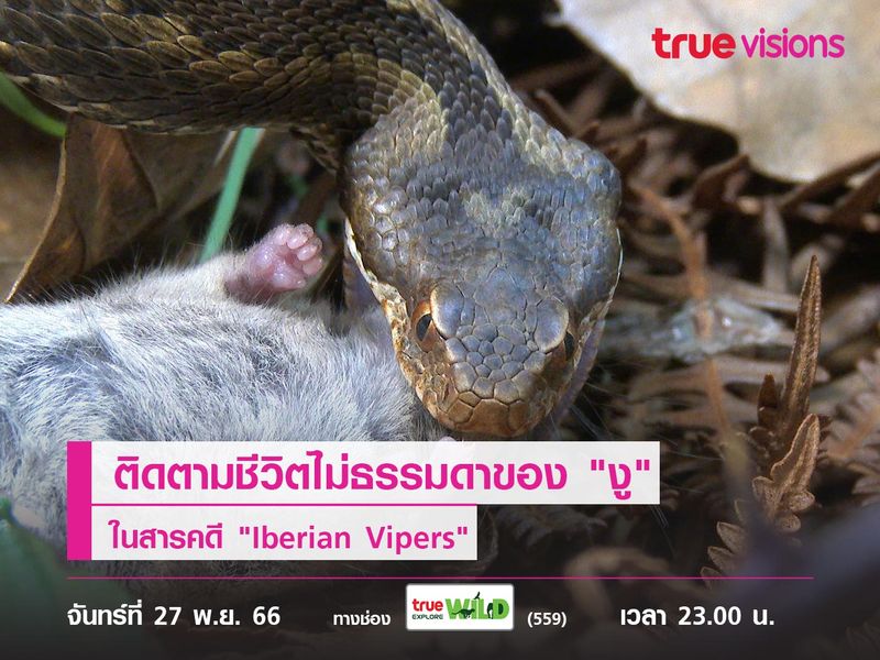 ติดตามชีวิตไม่ธรรมดาของ "งู" ในสารคดี "Iberian Vipers"