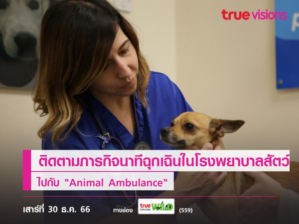 ติดตามภารกิจนาทีฉุกเฉินในโรงพยาบาลสัตว์ ไปกับ "Animal Ambulance"