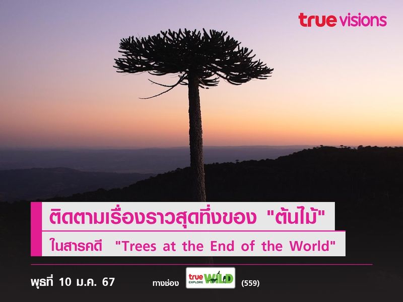 ติดตามเรื่องราวสุดทึ่งของ "ต้นไม้" ในสารคดี  "Trees at the End of the World"