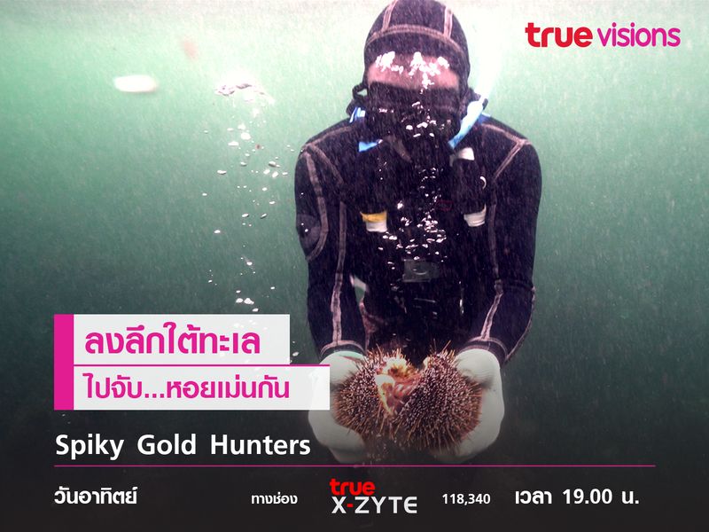 Spiky Gold Hunters ลงลึกใต้ทะเลไปจับหอยเม่นกัน