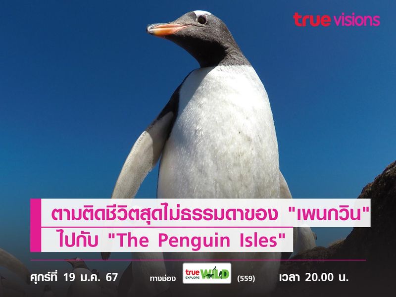 ตามติดชีวิตสุดไม่ธรรมดาของ "เพนกวิน" ไปกับ "The Penguin Isles"