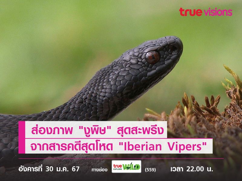 ส่องภาพ "งูพิษ" จากสารคดีสุดโหด "Iberian Vipers"