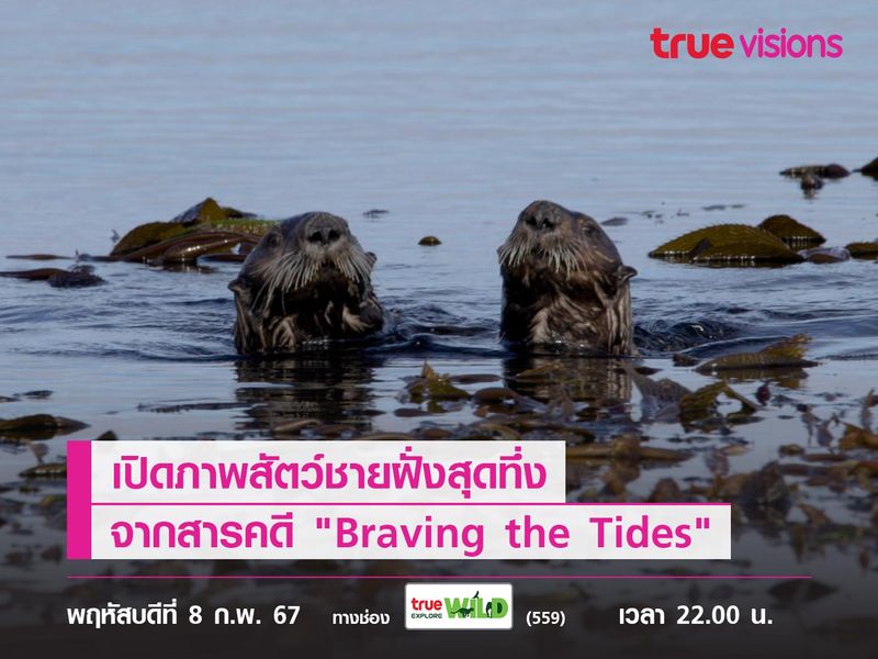 เปิดภาพสัตว์ชายฝั่งสุดทึ่ง จากสารคดี "Braving the Tides" 