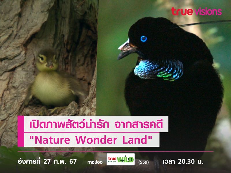 เปิดภาพสัตว์น่ารัก จากสารคดี "Nature Wonder Land"