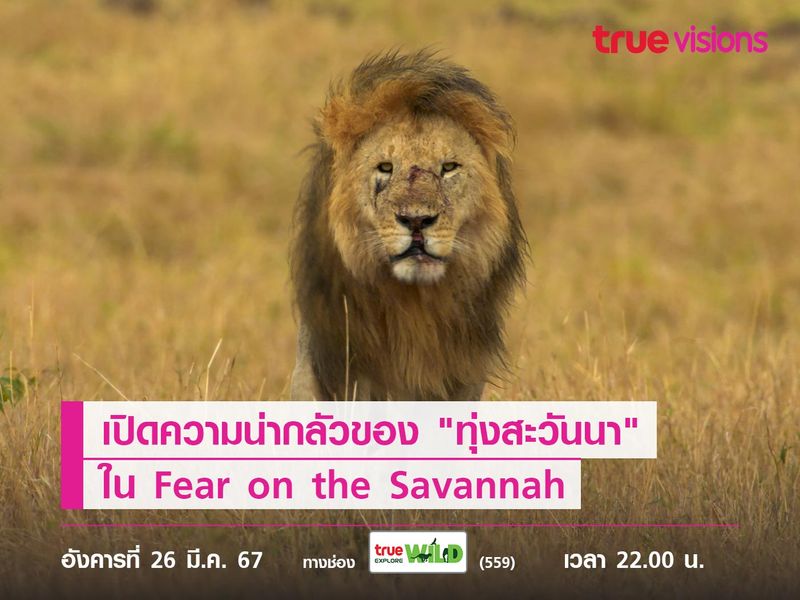 เปิดความน่ากลัวของ "ทุ่งสะวันนา" ใน Fear on the Savannah