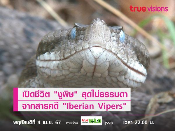 เปิดชีวิต "งูพิษ" สุดไม่ธรรมดา จากสารคดี "Iberian Vipers"