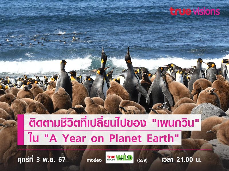 ติดตามชีวิตที่เปลี่ยนไปของ "เพนกวิน" ใน "A Year on Planet Earth"