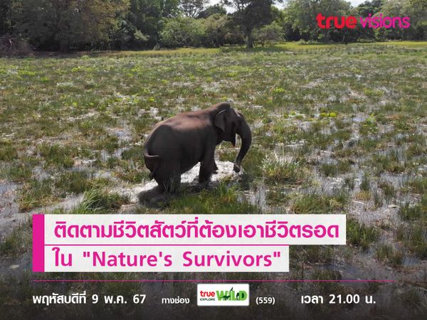 ติดตามชีวิตสัตว์ต้องเปลี่ยน เพื่อความอยู่รอดใน "Nature's Survivors"