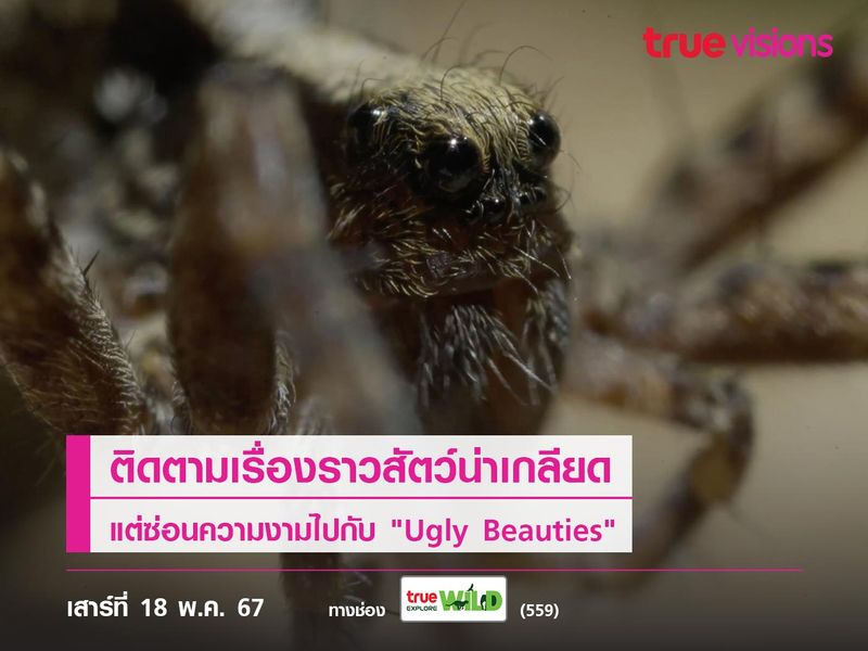 ติดตามเรื่องราวสัตว์น่าเกลียด แต่ซ่อนความงามไปกับ "Ugly Beauties"