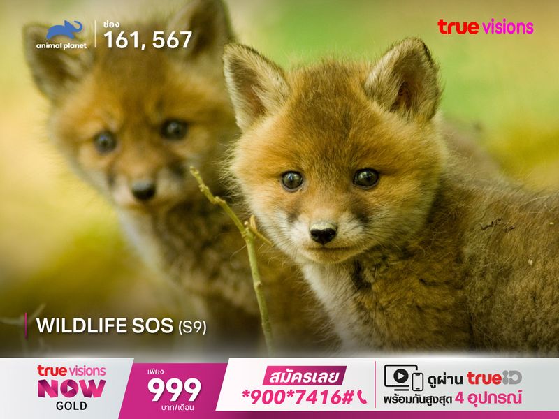 Wildlife SOS S9