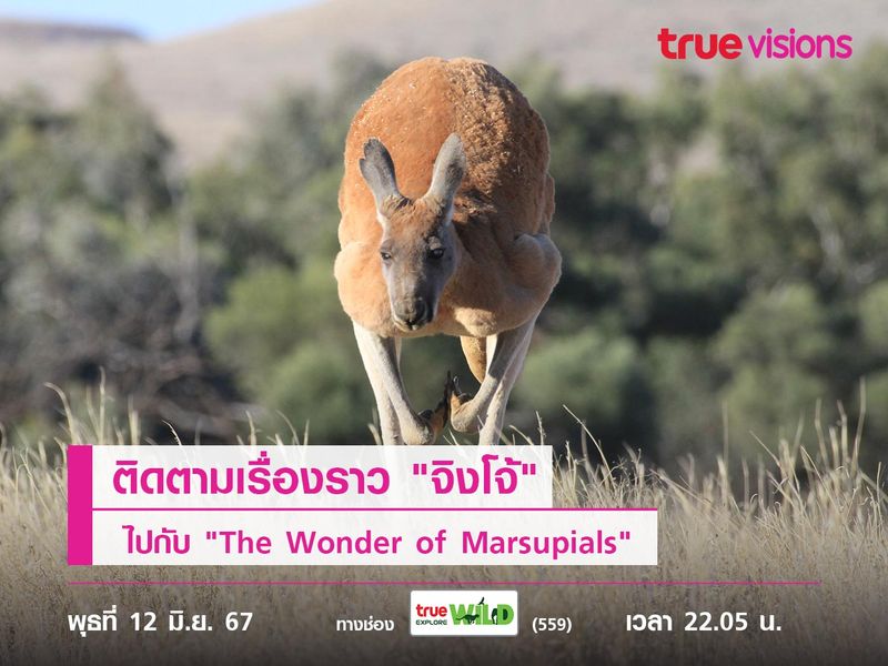 ติดตามเรื่องราว "จิงโจ้" ไปกับ "The Wonder of Marsupials"