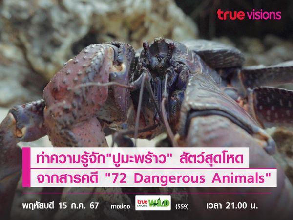 ทำความรู้จัก"ปูมะพร้าว" สัตว์สุดโหดจากสารคดี "72 Dangerous Animals: Asia" 