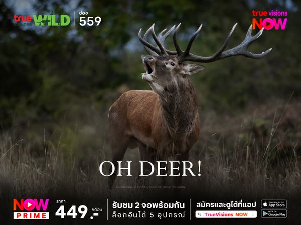 Oh Deer!