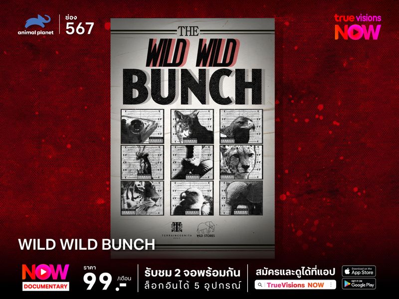 Wild Wild Bunch