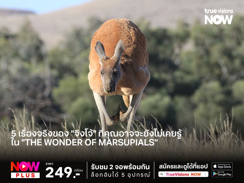 5 เรื่องจริงของ "จิงโจ้" ที่คุณอาจจะยังไม่เคยรู้ ใน "The Wonder of Marsupials"