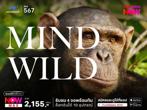 Mind Wild