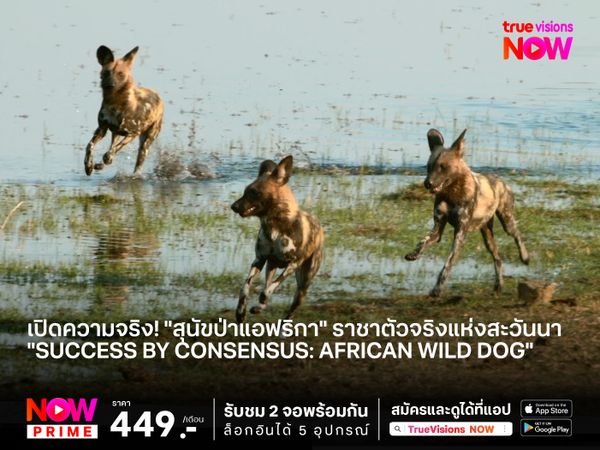 เปิดความจริง! "สุนัขป่าแอฟริกา" ราชาตัวจริงแห่งสะวันนา "Success by Consensus: African Wild Dog" 