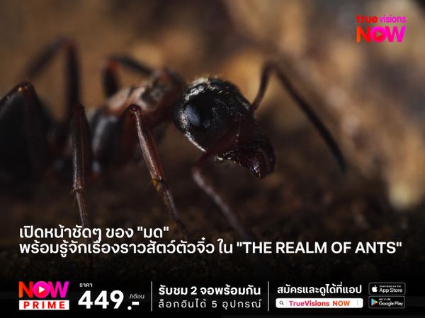 เปิดหน้าชัดๆ ของ "มด" พร้อมรู้จักเรื่องราวสัตว์ตัวจิ๋ว ใน "The Realm of Ants"